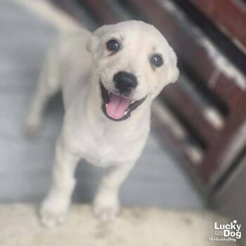 Atlan -  Labrador Retriever Dog for Adoption in Washington, District Of Columbia - Atlan | PetCurious