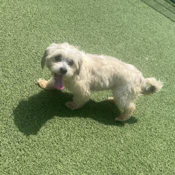 Penny Paws 7988 -  Shih Tzu Dog for Adoption in Loxahatchee Groves, Florida - Penny Paws 7988 | PetCurious