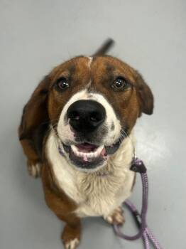 Beethoven -  Labrador Retriever and Shepherd Dog Available for Adoption in Hartsville, South Carolina - Beethoven | PetCurious