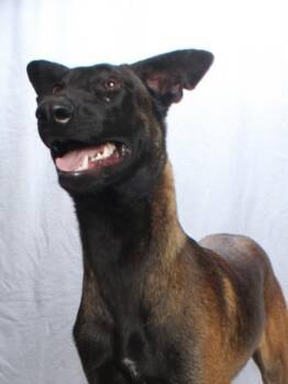 STARSKY -  Belgian Shepherd Malinois Dog for Adoption in Burbank, California - STARSKY | PetCurious