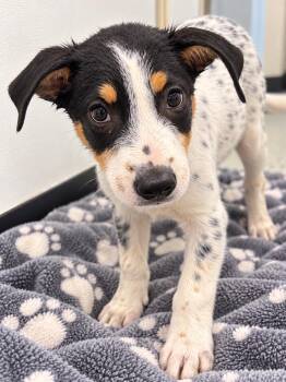 Zonkey -  Australian Cattle Dog Blue Heeler and Border Collie Dog for Adoption in Kemp, Texas - Zonkey | PetCurious