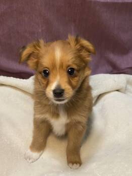 CJ -  Australian Shepherd and Chihuahua Dog for Adoption in Barnhart, Missouri - CJ | PetCurious