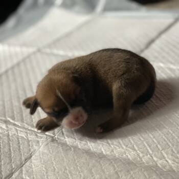 Rescue Miniature Pinscher Dogs for Adoption in Austell, Georgia - Mulan | PetCurious