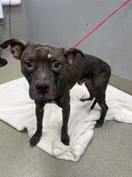 Rescue Pit Bull Terrier Dogs for Adoption in Las Vegas, Nevada - PUP CUP | PetCurious