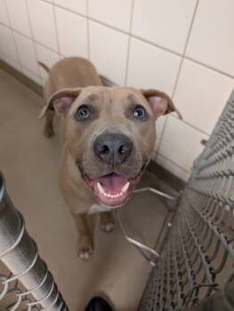 Rescue Terrier and Mixed Breed Dogs for Adoption in South Bend, Indiana - Mama`s | PetCurious