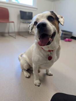 Mixed Breed Dogs Available for Adoption in Fairfield, Iowa - Ditto | PetCurious