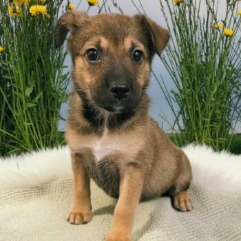 Shepherd and Mixed Breed Dogs Available for Adoption in Griswold, Connecticut - Cocoa | PetCurious