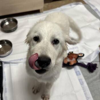 Great Pyrenees Dogs Available for Adoption in San Antonio, Texas - Whicket | PetCurious