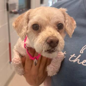 Ellie - Coming soon! -  Mixed Breed and Poodle Dog for Adoption in Naperville, Illinois - Ellie - Coming Soon! | PetCurious