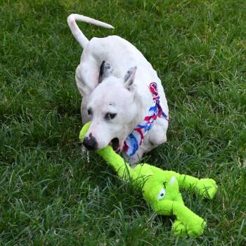 Slingshot -  Pit Bull Terrier Dog for Adoption in Beaumont, Texas - Slingshot | PetCurious