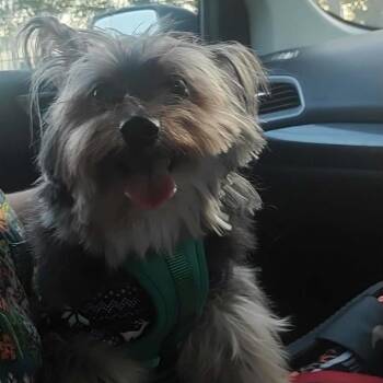 Walter -  Yorkshire Terrier Dog for Adoption in Dallas, Texas - Walter | PetCurious