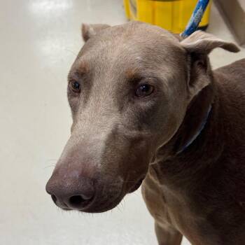 Chente -  Doberman Pinscher Dog for Adoption in Goleta, California - Chente | PetCurious