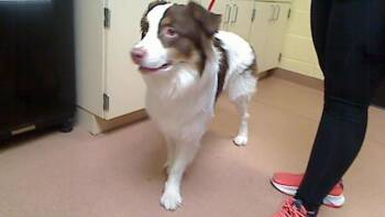 Australian Shepherd and Mixed Breed Dogs Available for Adoption - SNACCIDENT | PetCurious