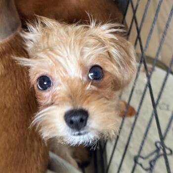 Victor E -  Yorkshire Terrier and Mixed Breed Dog for Adoption in Sacramento, California - Victor E | PetCurious
