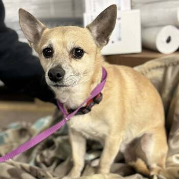 Peanut (Bonded with Cashew Rose) -  Mixed Breed and Chihuahua Dog for Adoption in Madison, Wisconsin - Peanut (Bonded With Cashew Rose) | PetCurious