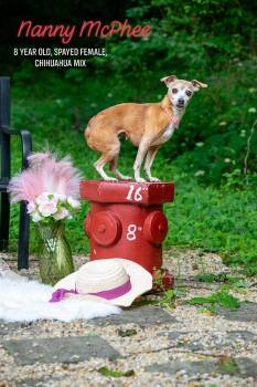 Nanny McPhee -  Chihuahua Dog for Adoption in Sevierville, Tennessee - Nanny McPhee | PetCurious