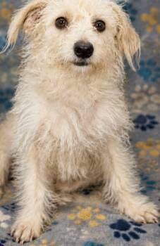 Marsh-mallow -  Terrier Dog Available for Adoption in Minneapolis, Minnesota - Marsh-mallow | PetCurious