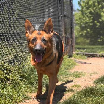 German Shepherd Dog Dogs Available for Adoption in York, Pennsylvania - Elsa | PetCurious