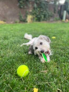 Spritz -  Maltese and Terrier Dog for Adoption in Millcreek, Utah - Spritz | PetCurious