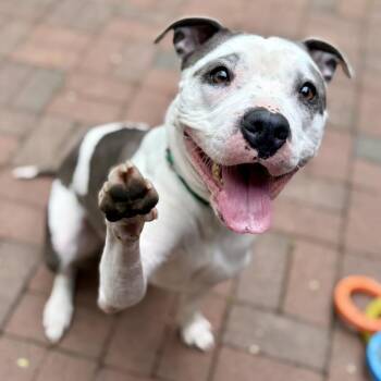 American Staffordshire Terrier Dogs Available for Adoption in Fullerton, Pennsylvania - Hydrangea | PetCurious
