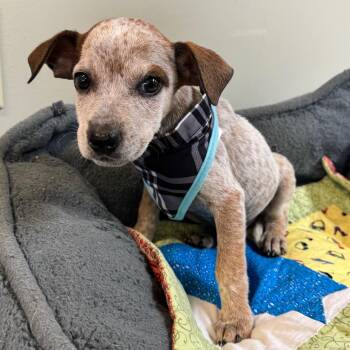 Winston -  Australian Cattle Dog Blue Heeler Dog for Adoption in Mankato, Minnesota - Winston | PetCurious