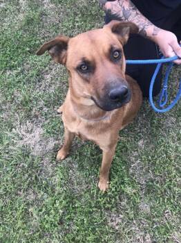 Mixed Breed Dogs Available for Adoption - VIDA | PetCurious