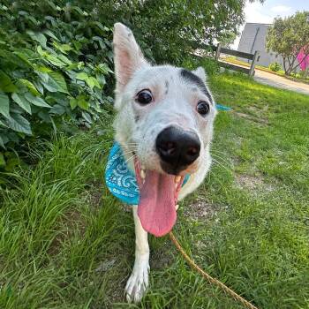 Gus Gus -  Border Collie and Terrier Dog for Adoption in Austin, Texas - Gus Gus | PetCurious