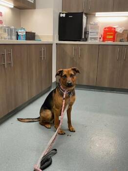 German Shepherd Dog Dogs Available for Adoption in Baytown, Texas - TOBY | PetCurious