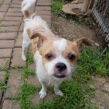 Cheeto -  Terrier and Mixed Breed Dog for Adoption in Helena, Alabama - Cheeto | PetCurious