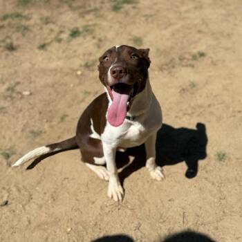 Nacho Fries -  Mixed Breed Dog for Adoption in Binghamton, New York - Nacho Fries | PetCurious