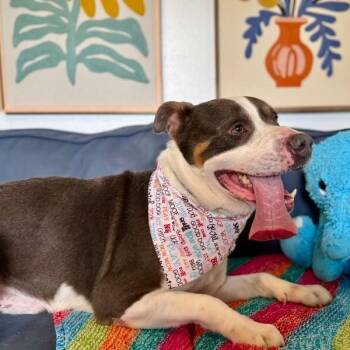 Pit Bull Terrier and American Staffordshire Terrier Dogs Available for Adoption in Friendswood, Texas - Groundhog The Boy With A Happy Tongue | PetCurious