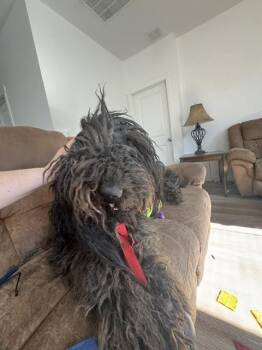 Mowgli -  Goldendoodle Dog for Adoption in Severance, Colorado - Mowgli | PetCurious