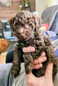Snickers -  Aussiedoodle Dog for Adoption in Twin Lakes, Wisconsin - Snickers | PetCurious
