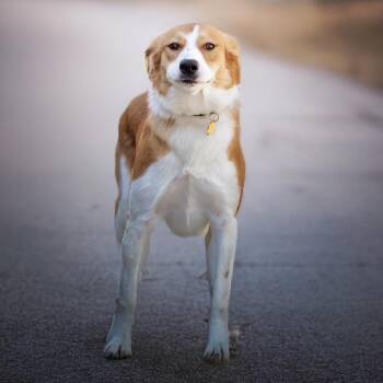 Collie and Hound Dogs Available for Adoption - Elodie | PetCurious