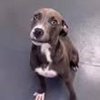 Dudley -  Mixed Breed Dog for Adoption in East Hanover, New Jersey - Dudley | PetCurious