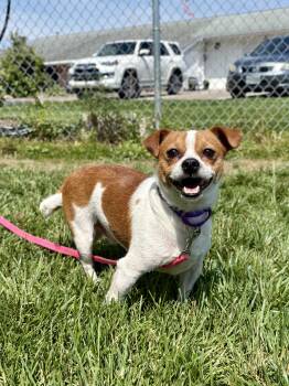 Rescue Chihuahua Dogs for Adoption in Wooster, Ohio - Milo | PetCurious