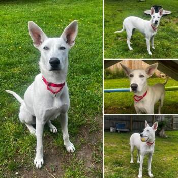 SHEEPY -  German Shepherd Dog Dog for Adoption in Brewster, Massachusetts - SHEEPY | PetCurious