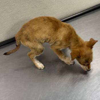 Mixed Breed Dogs Available for Adoption in Las Cruces, New Mexico - 107231 | PetCurious