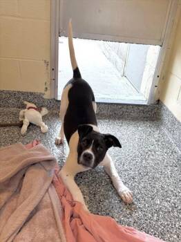 Labrador Retriever and Mixed Breed Dogs Available for Adoption in Boston, Massachusetts - CARRIE | PetCurious