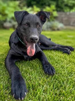 Cocoa -  Mixed Breed Dog for Adoption in Lindenhurst, New York - Cocoa | PetCurious