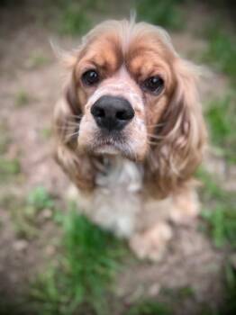 Cocker Spaniel Dogs Available for Adoption in Austin, Texas - Teddy | PetCurious