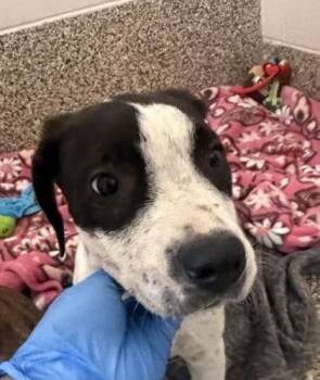 Muffin -  Pit Bull Terrier and Mixed Breed Dog for Adoption in Westland, Michigan - Muffin | PetCurious
