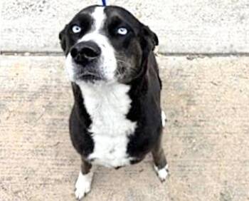 Siberian Husky and Mixed Breed Dogs Available for Adoption in Houston, Texas - A654227 | PetCurious