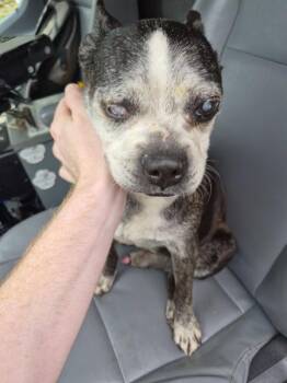 Boston Terrier Dogs Available for Adoption - Pen 225 Winston | PetCurious