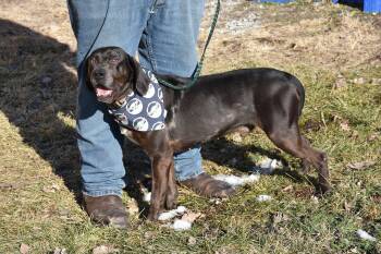 Catahoula Leopard Dog Dogs Available for Adoption - Dante | PetCurious