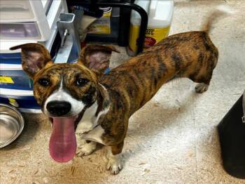 Whippet and Mixed Breed Dogs Available for Adoption in Tulsa, Oklahoma - POPPY | PetCurious