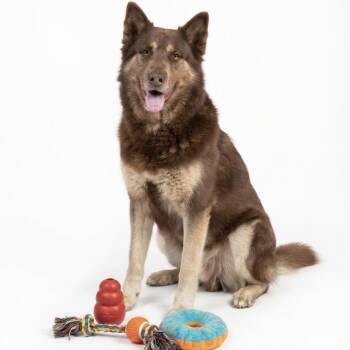Comet -  German Shepherd Dog Dog for Adoption in Seguin, Texas - Comet | PetCurious