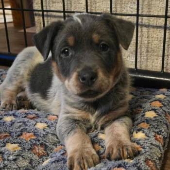 Australian Cattle Dog Blue Heeler Dogs Available for Adoption - Bryant AKA Onyx | PetCurious