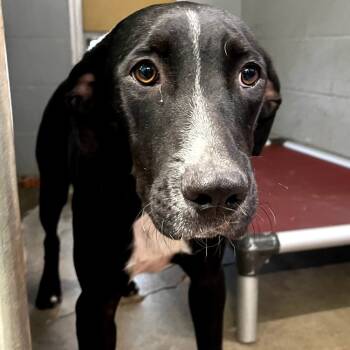 Rescue Mixed Breed Dogs for Adoption in Pauls Valley, Oklahoma - LOVES | PetCurious