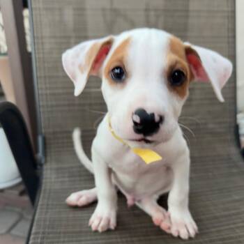 Woody -  Mixed Breed Dog for Adoption in San Diego, California - Woody | PetCurious